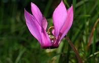 Ciclamino delle Alpi [<i>Cyclamen purpurascens</i>]