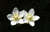 Parnassia [<i>Parnassia palustris</i>]