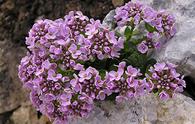 Erba storna [<i>Noccaea rotundifolia </i>] <!-- Thlaspi rotundifolium--> 