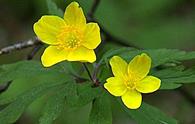 Anemone giallo [<i>Anemone ranunculoides</i>]