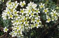 Sassifraga incrostata [<i>Saxifraga crustata</i>]