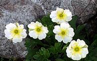 Ranuncolo alpestre [<i>Ranunculus alpestris</i>]