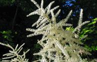 Barba di capra [<i>Aruncus vulgaris</i>]