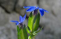 Genziana alata [<i>Gentiana utriculosa</i>]