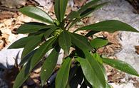 Laureola [<i>Daphne laureola</i>]