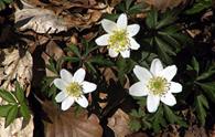 Anemone dei boschi [<i>Anemone nemorosa</i>]