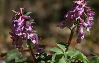 Colombine [<i>Corydalis solida</i>, <I>Corydalis cava</i>]