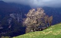 Sentiero naturalistico Prerit Mincigos Morosine da Dogna