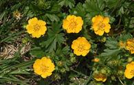 Potentilla villosa [<i>Potentilla crantzii</i>]