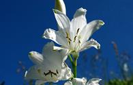 Giglio di monte [<i>Paradisea liliastrum</i>]