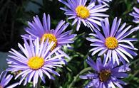 Astro delle Alpi [<i>Aster alpinus</i>]