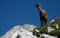 Cima di Terrarossa dai piani del Montasio