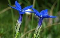 Genziana di Baviera [<i>Gentiana bavarica</i>]