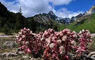 Petasite maggiore [<i>Petasites hybridus</i>]