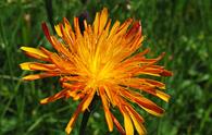 Crepide [<i>Crepis aurea</i>]