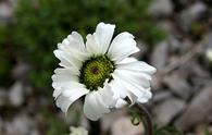 Achillea a lobi acuti [<i>Achillea barrelieri oxyloba</i>]