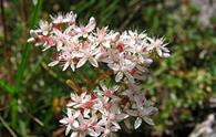 Borracina bianca [<i>Sedum album</i>]