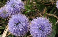 Vedovella alpina [<i>Globularia nudicaulis</i>]