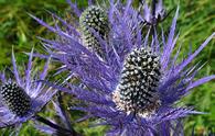 Regina delle Alpi [<i>Eryngium alpinum</i>]