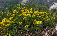 Coronilla guainata [<i>Coronilla vaginalis</i>]