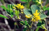 Erba medica del Pirona [<i>Medicago pironae</i>]