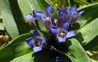 Genziana minore [<i>Gentiana cruciata</i>]