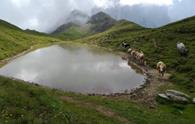 Da Passo Valles al laghetto di Cima Caladora