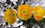 Papavero giallo (Papaver rhaeticum). . . Particolare del pap ...