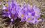 Crocus albiflorus. Conosciuto anche come croco o zafferano a ...