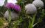 Cirsium eriophorum. Un cardo che non passa inosservato.... . ...