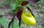 Scarpetta della Mdonna. Orchidea rara
Cypripedium calceolus ...