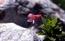 Rododendro irsuto (Rhododendron irsutum), monte Sernio. . .  ...