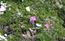 Armeria alpina Willd.(Plumbaginaceae)Armeria alpina, Spillon ...