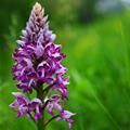 giuseppe.tolazzi - Orchis militaris sull'Isonzo