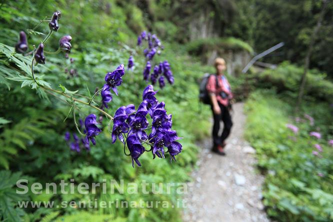 01-Lungo il sentiero tematico presso Selva dei Molini