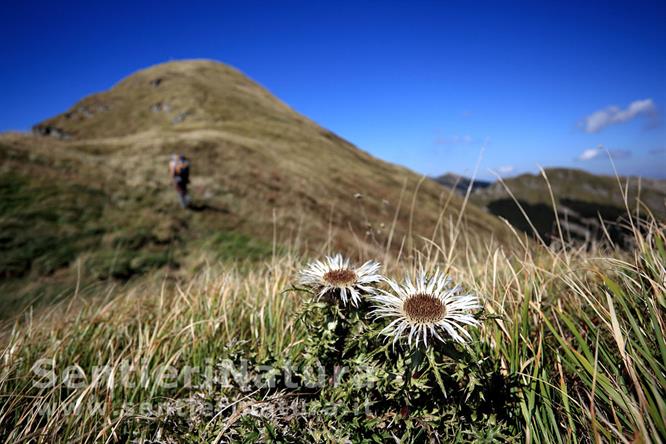 03-Gruppo di carline dell'appennino