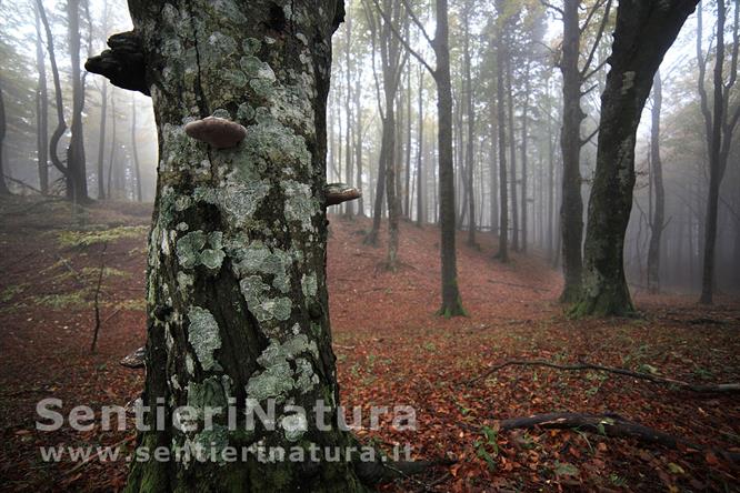 03-Autunno nella foresta della dorsale