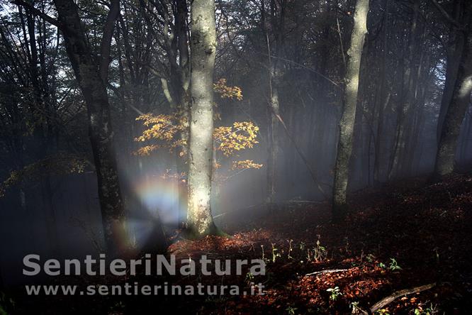 05-Meraviglioso arcobaleno nel bosco