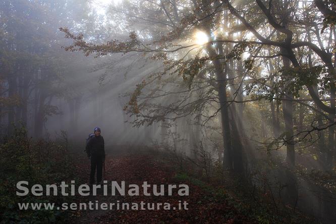 01-Nella magica atmosfera tra nebbia e bosco