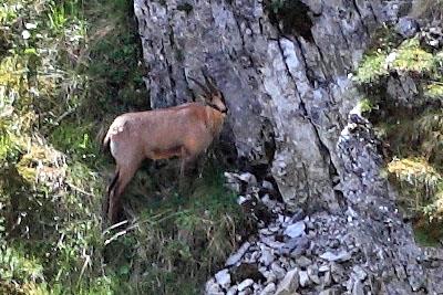 02-Camoscio sulle pendici del Pizzo Berro