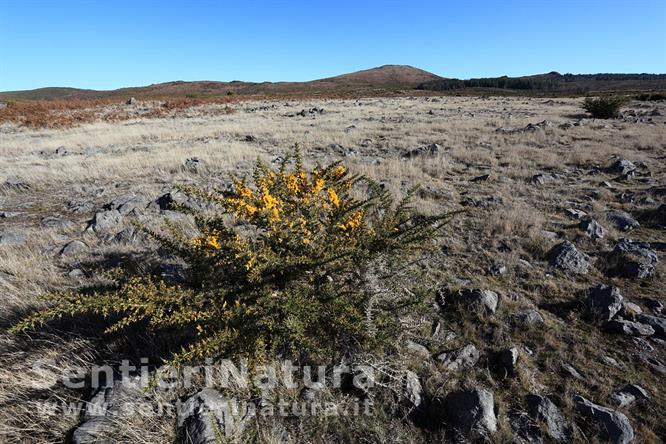 01-Ginestre fiorite sull'altopiano