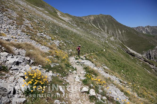 03-Sul traverso fiorito dopo la forca Viola