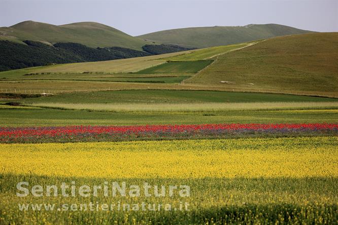 01-I colori della piana di Castelluccio