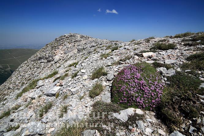 07-Tappeti di silene acaule sulla vetta alla Priora