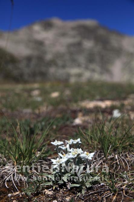 12-Stelle alpine sulle pendici di Pra Giordano