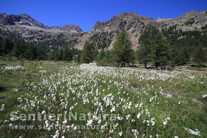 06-Fioritura di erioforo sulla piana del Valasco