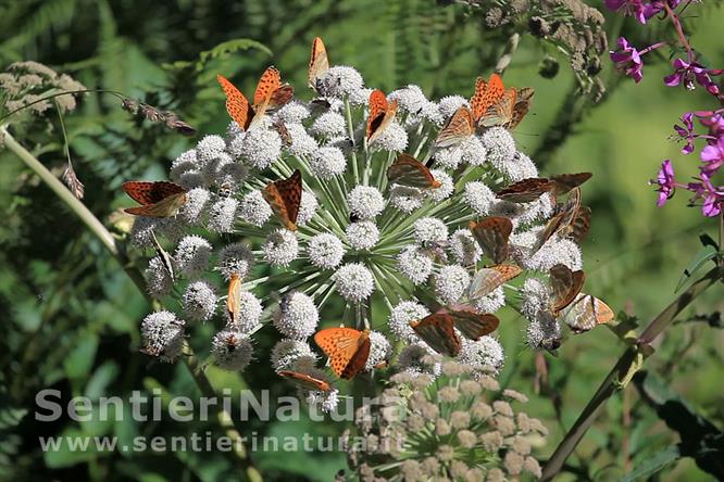 03-Assembramento di Argynnis paphia 