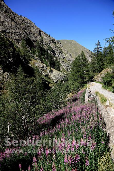 18-Fioriture di epilobi lungo la discesa nella Valmasque