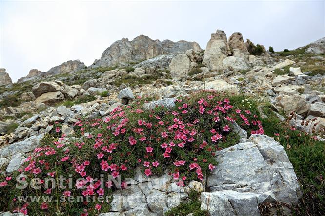 02-Potentille rosa sulle rocce del Latemar
