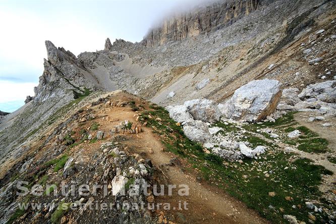 04-Ghiaioni alla base delle pareti del Latemar